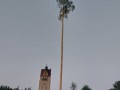 Pfingstmaie-Pfingstbaum