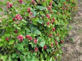 Anbau-der-Roten-Brombeere