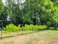 Weinanbau - immer wieder ein Vergnügen
