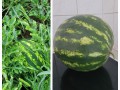 Voller Erfolg - Melonenanbau und -ernte