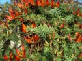 Papageienblume