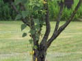 Sonnenblumenbaum ;o)